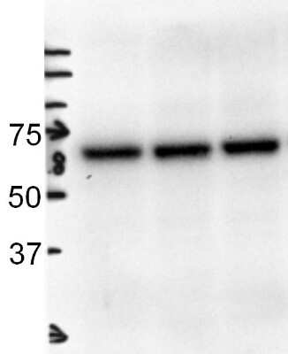 Western Blot: Albumin Antibody [HRP] [NB110-16329] - WB analysis of Albumin in  whole mouse liver extracts. Image courtesy of anonymous customer product review.